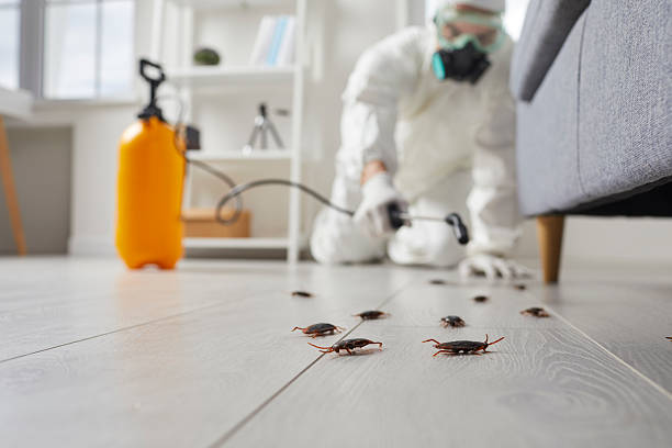Commercial Rodent Management in Norwich